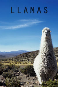 Llamas